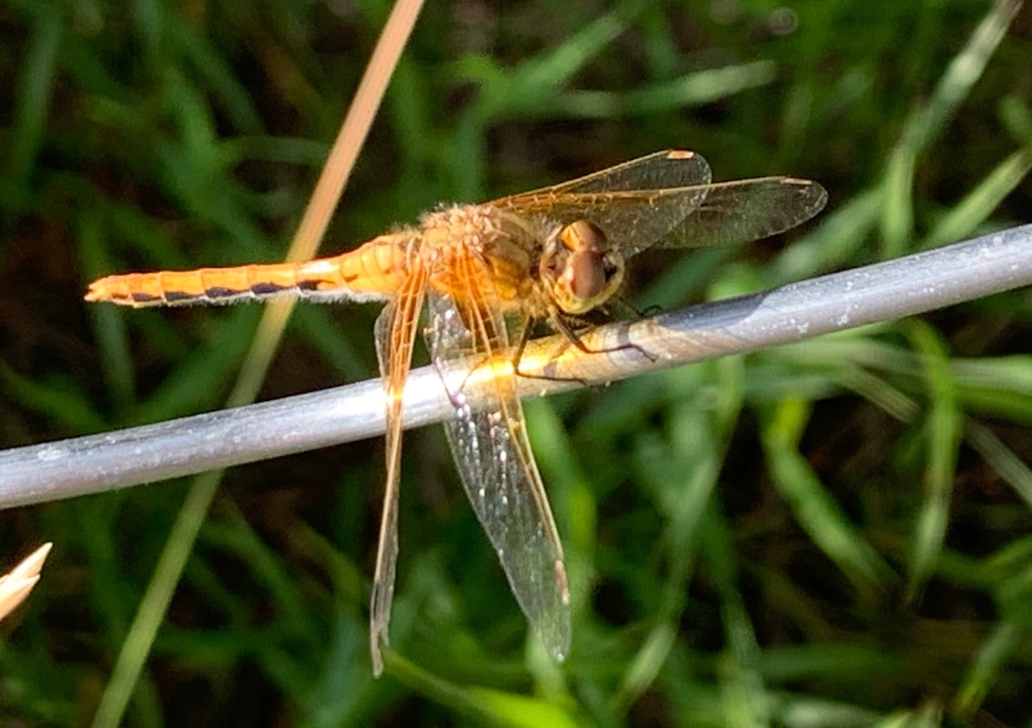 Dragonfly  Richard St. Barbe Baker Afforestation Areas by Julia Adamson Copyright
