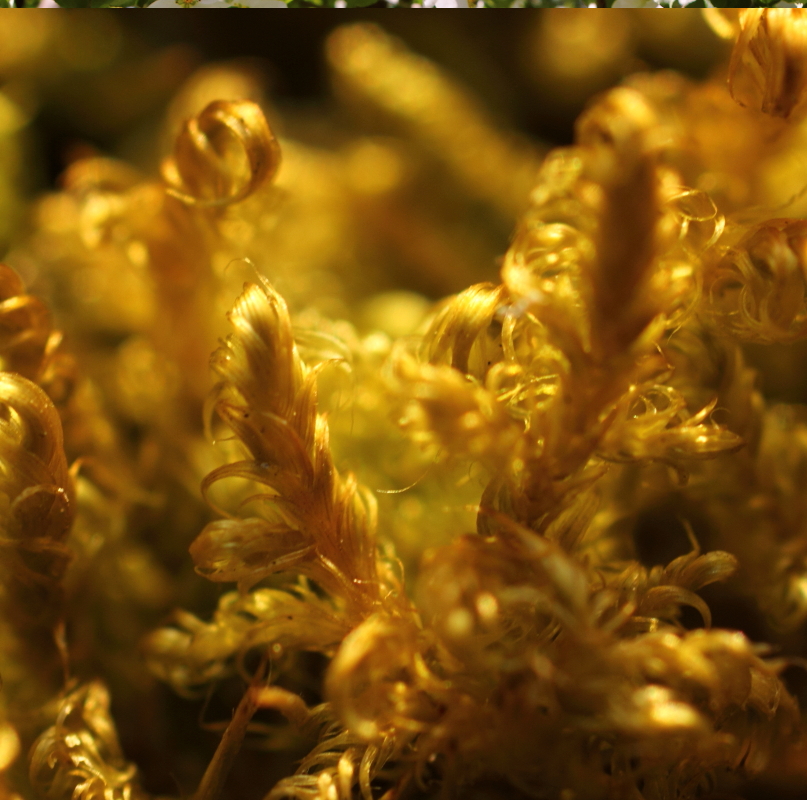Golden Hour Richard St. Barbe Baker Afforestation Area by Julia Adamson Copyright