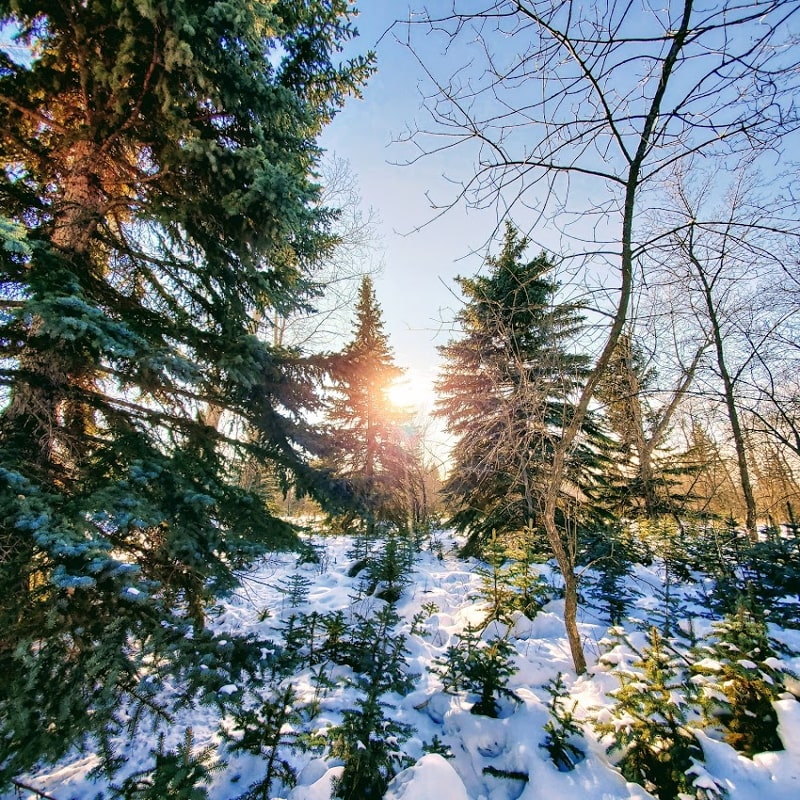 Richard St. Barbe Baker Afforestation Area Winter Image by Vivian Allan Copyright