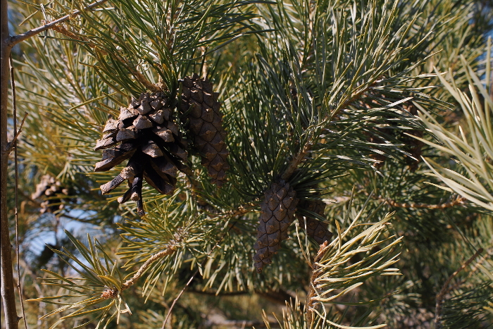 Scots Pine Richard St. Barbe Baker Afforestation Area by Shwetha Gopinath Copyright