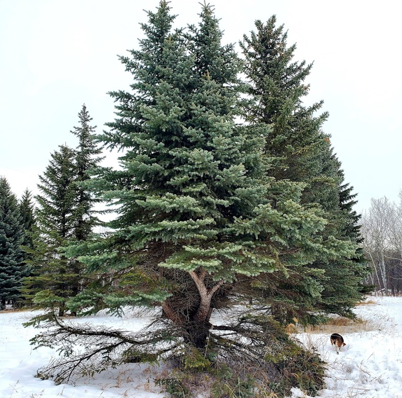 Richard St. Barbe Baker Afforestation Area Winter Image by Vivian Allan Copyright